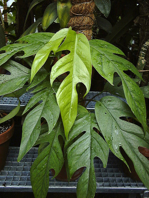Epipremnum pinnatum