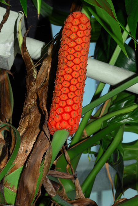 Epipremnum pinnatum