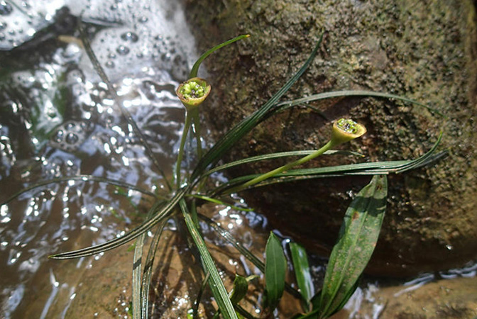 Fenestratarum culum