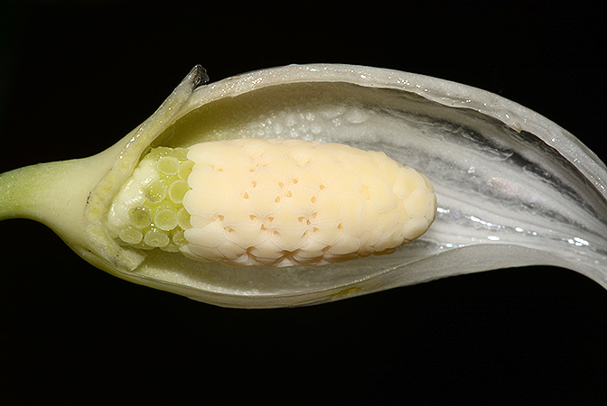 Fenestratarum culum