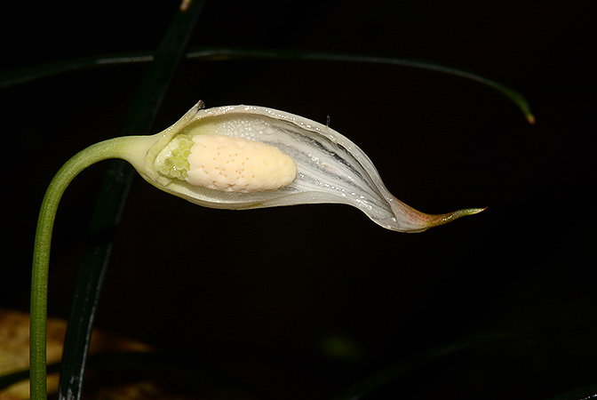 Fenestratarum culum