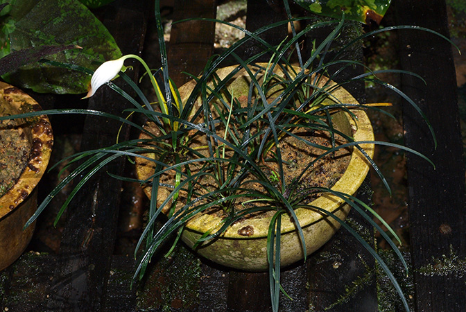 Fenestratarum culum