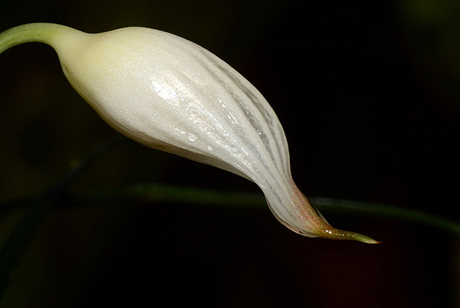 Fenestratarum culum
