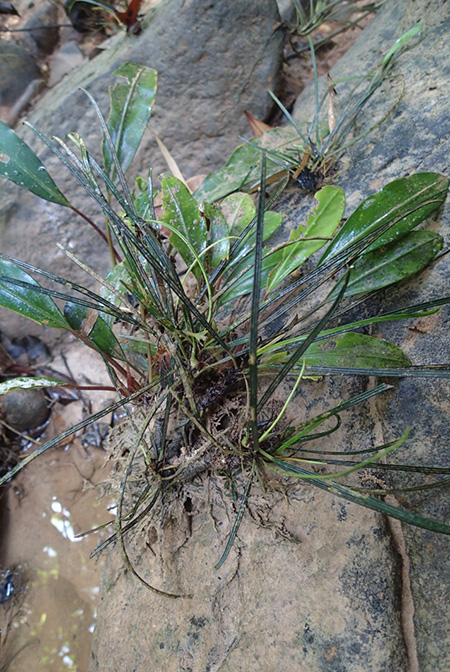 Fenestratarum culum