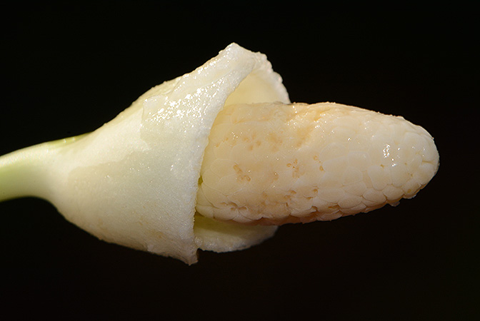 Fenestratarum culum