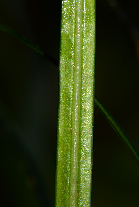 Fenestratarum culum