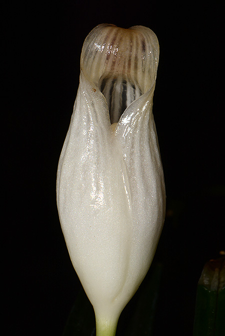 Fenestratarum culum