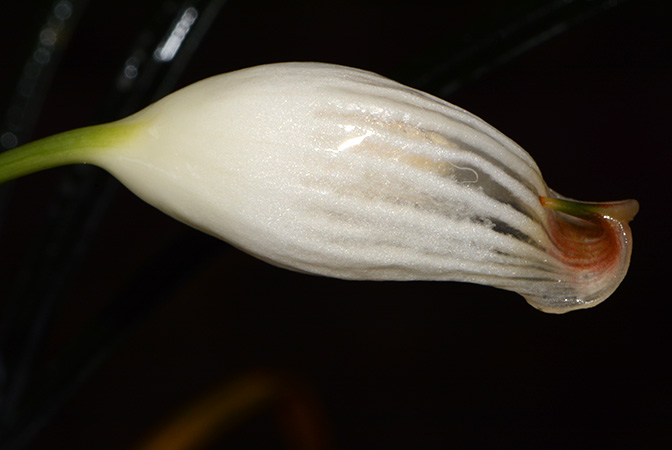 Fenestratarum culum