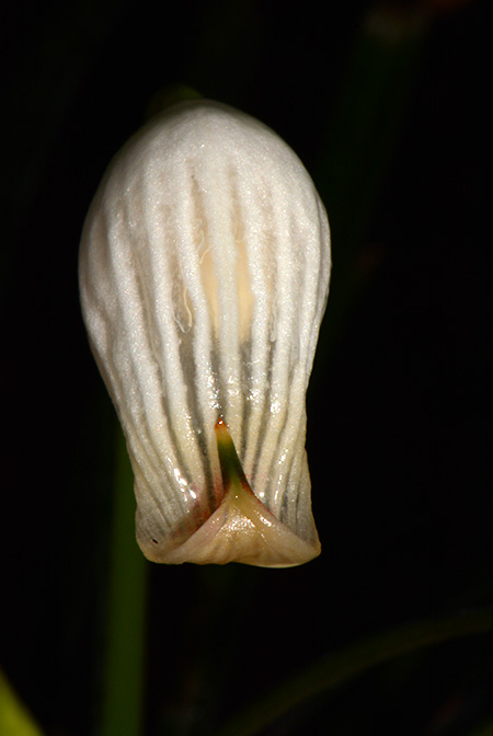 Fenestratarum culum