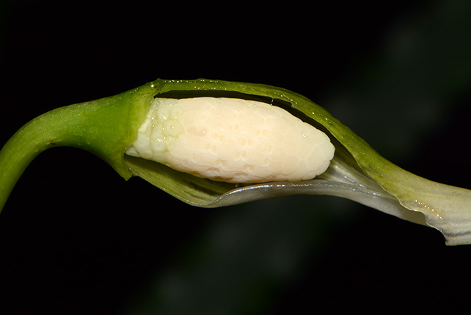 Fenestratarum mulyadii