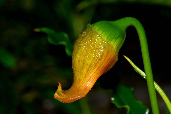 Fenestratarum mulyadii