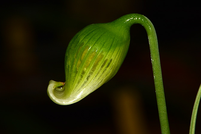 Fenestratarum mulyadii