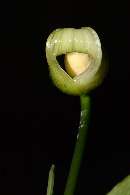 Fenestratarum mulyadii