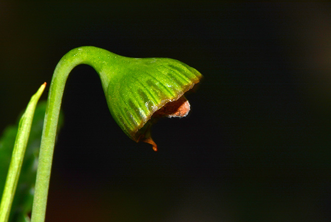Fenestratarum mulyadii