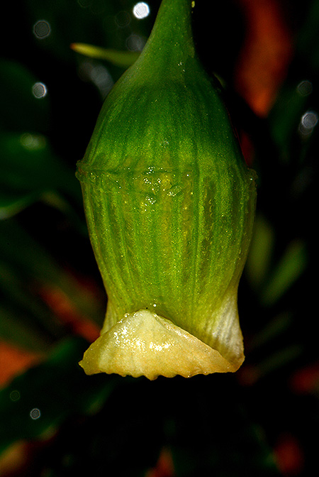 Fenestratarum mulyadii
