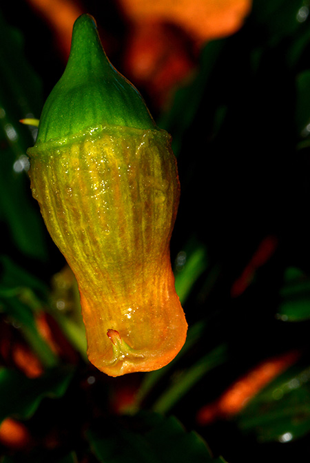Fenestratarum mulyadii