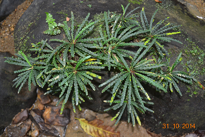 Fenestratarum mulyadii