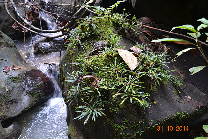 Fenestratarum mulyadii