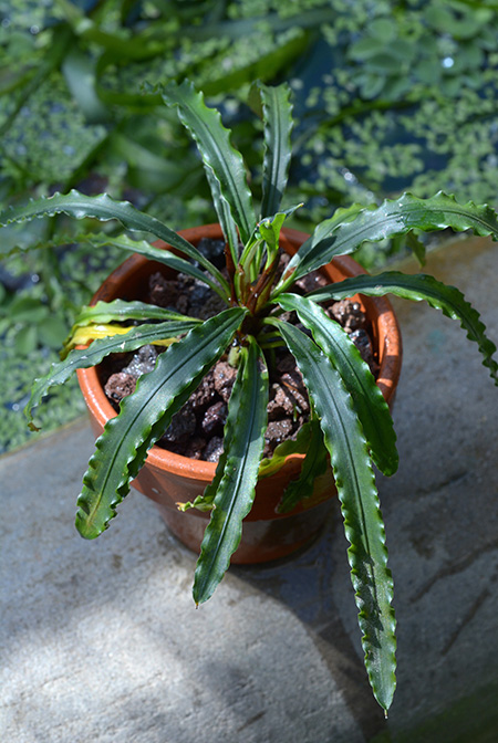 Fenestratarum mulyadii
