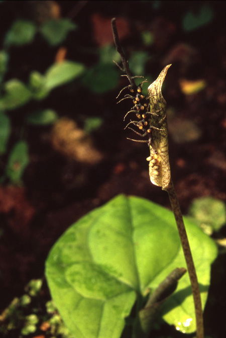 Filarum manserichense