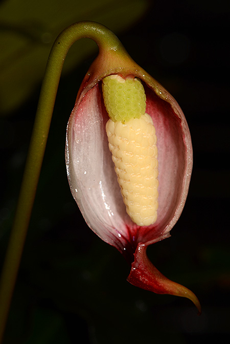 Galantharum kishii