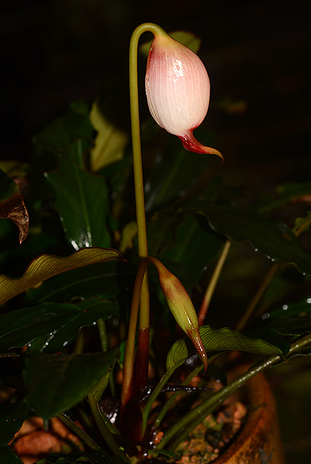 Galantharum kishii
