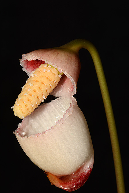 Galantharum kishii