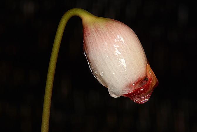 Galantharum kishii