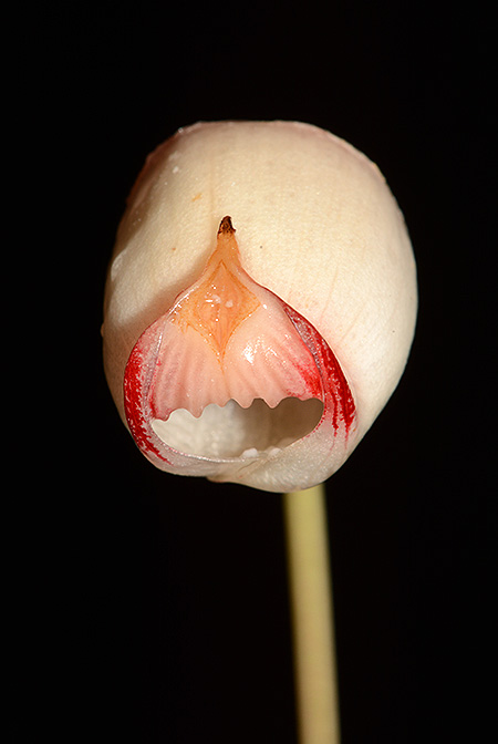 Galantharum kishii
