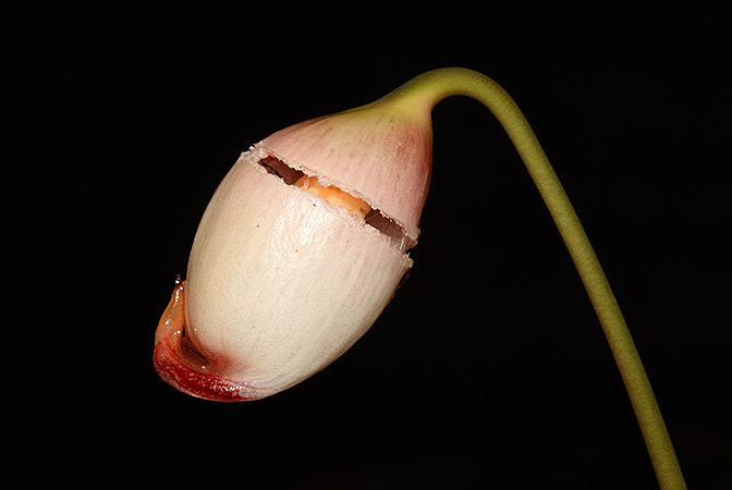 Galantharum kishii