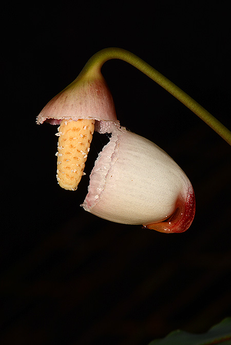 Galantharum kishii