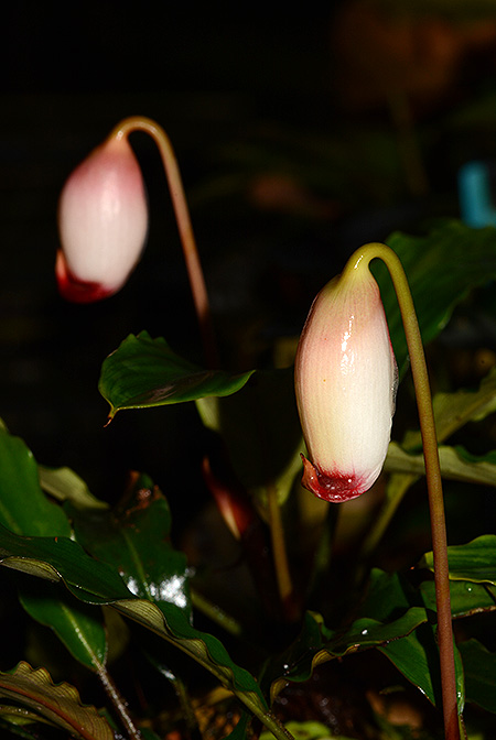 Galantharum kishii
