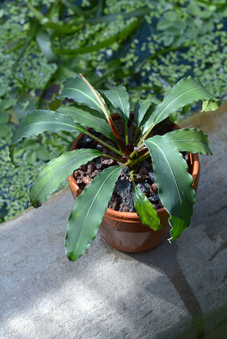 Galantharum kishii