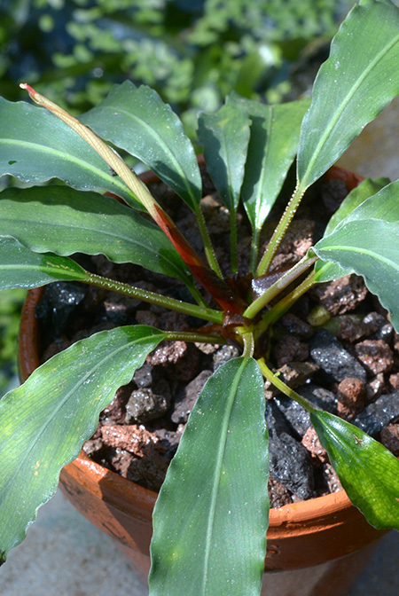 Galantharum kishii