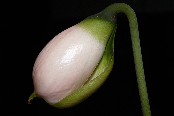 Gamogyne burbidgei