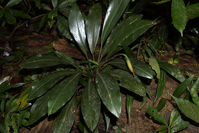 Gamogyne burbidgei