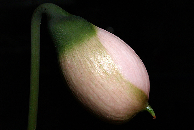 Gamogyne burbidgei