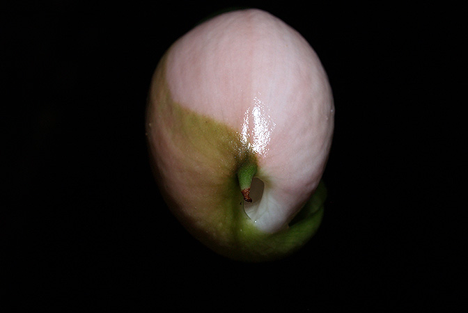 Gamogyne burbidgei