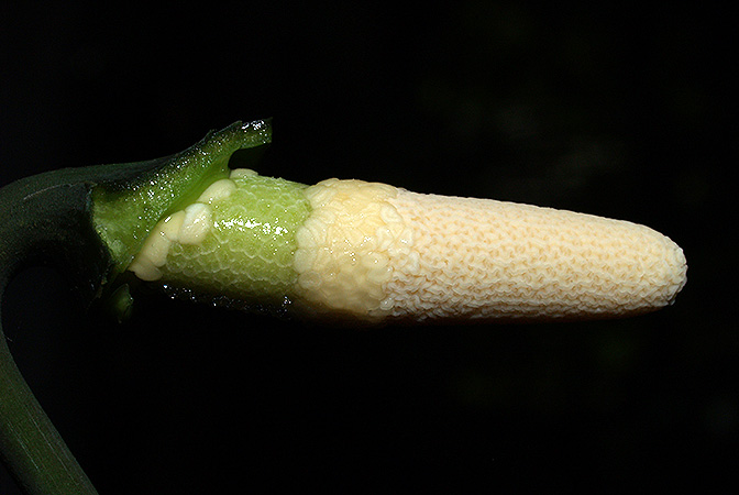 Gamogyne burbidgei