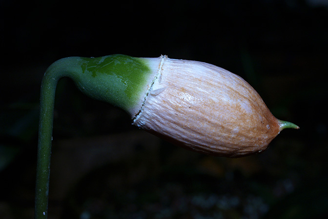Gamogyne burbidgei