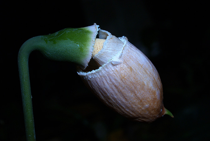Gamogyne burbidgei