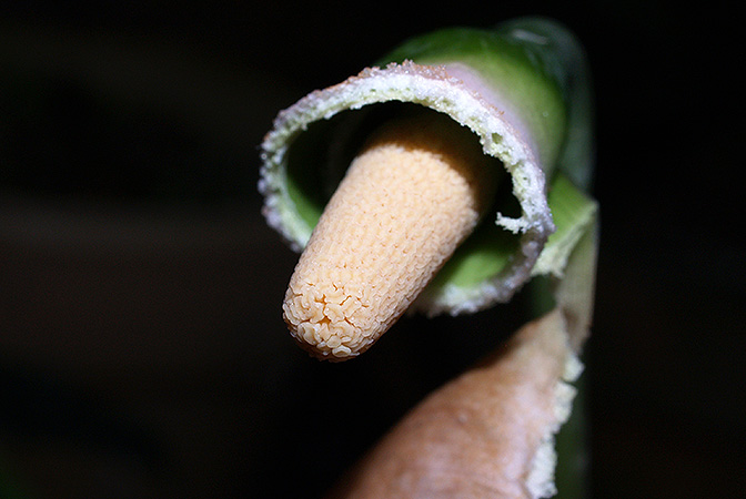 Gamogyne burbidgei
