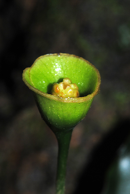 Gamogyne burbidgei