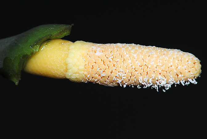 Gamogyne burbidgei