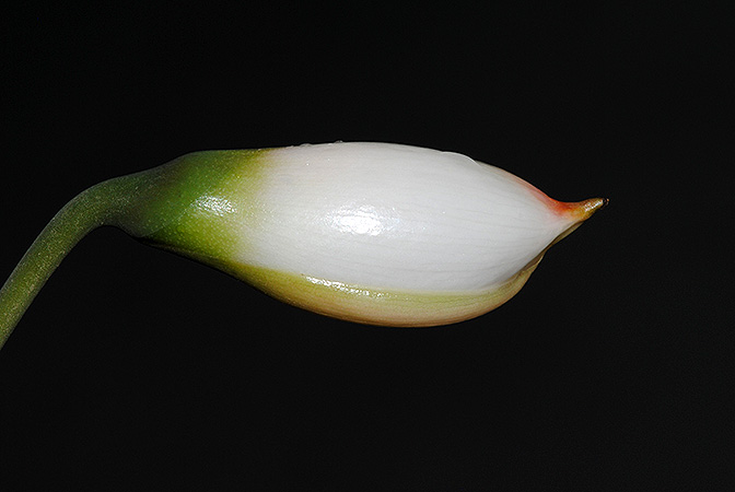 Gamogyne burbidgei