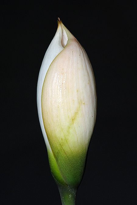 Gamogyne burbidgei