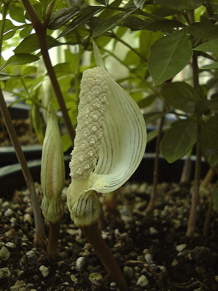 Gonatopus angustus