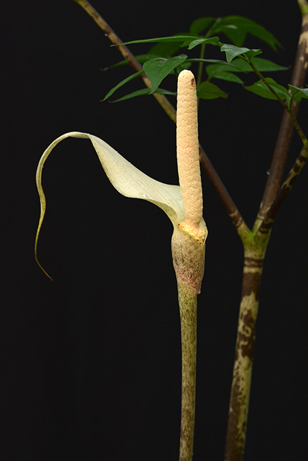 Gonatopus boivinii