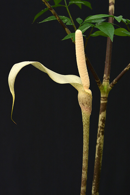 Gonatopus boivinii