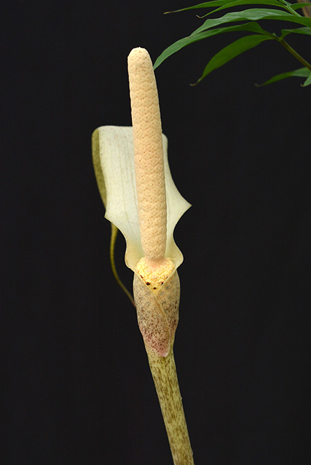 Gonatopus boivinii
